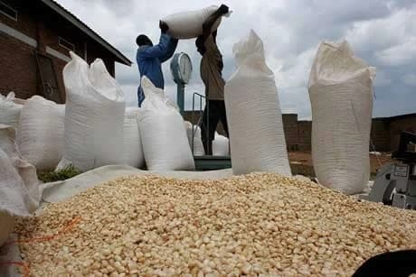 Workers lifting a filled sack beside a heap of maize and a weighing scale